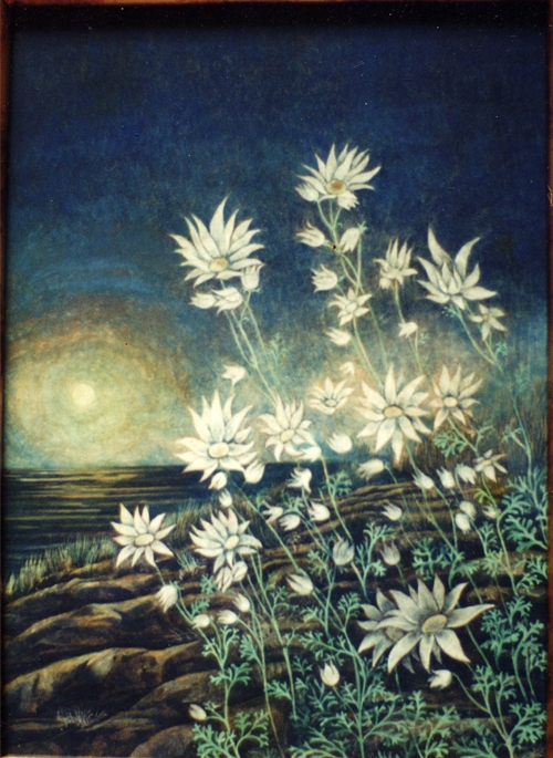 Flannel Flowers